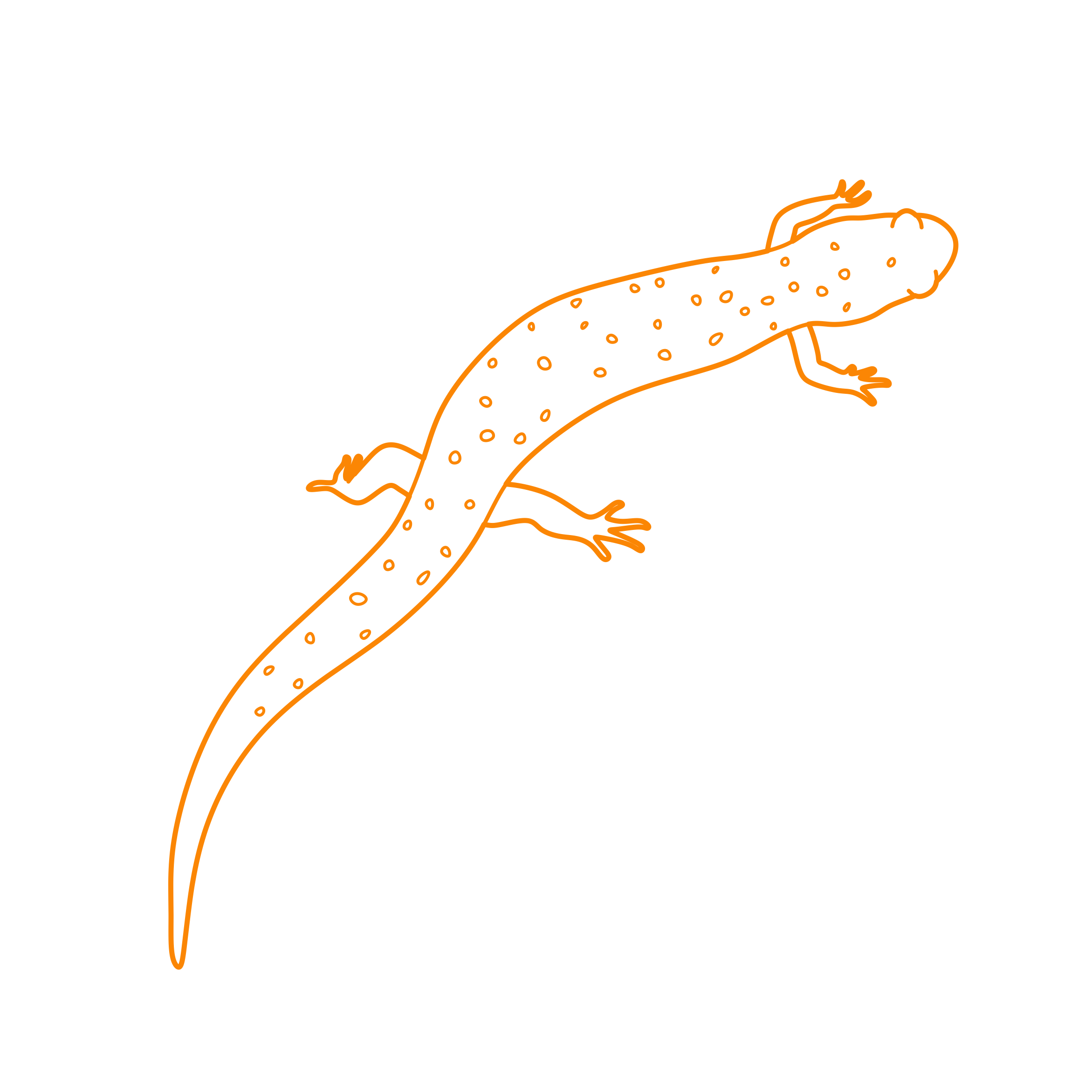 Animals Salamanders Northern Dusky Salamander Line Tracing Svg Vector Free Vectors